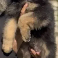 ژرمن شولاین دوماهه اصیل