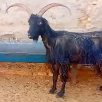بره بزغاله.میش .۱راس دوبر لاغر خوراک دار کیلو۲۷۰