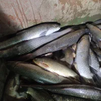 ماهی تازه رودخانه فقط شیربت