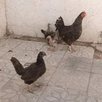 مرغ و جوجه