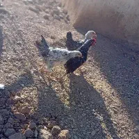 فروش بو قلمون و مرغ