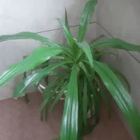گل زیبای اشک ملکه