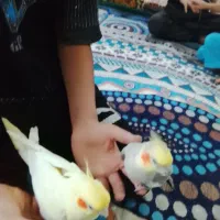عروس پاریس نروماده دستی جفت