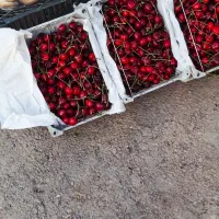گیلاس