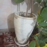 گل طبیعی|گل و گیاه طبیعی|خمینیشهر, |دیوار