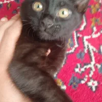 واگذاری بچه گربه