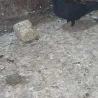 زاغ کرمانی