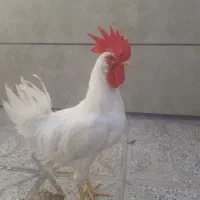 خروس