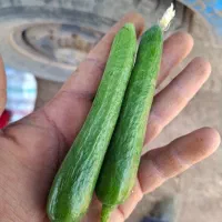 خیار خیارشوری  درجه یک  قلمی