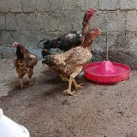 فروش یک مرغ لاری اصل وخروس لاری اصل