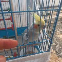 عروس هلندی جوان