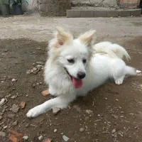 سگ اشپیتز سفید