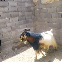 چپش تخمی درجه یک