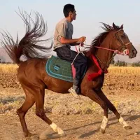 اسب مادیون شش دانگ