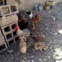 فروش فوری مرغ وخروس محلی