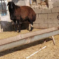 گوسفند قربانی عاشورا