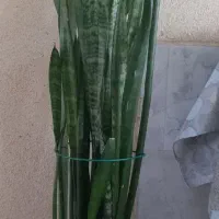 گلدان سانسفریا