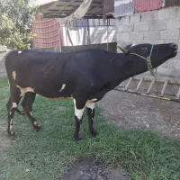 گاو