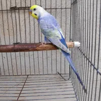 مرغ عشق رینبو بنفش نر