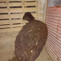 مایه بره جوان فروش فوری