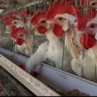 مرغ تخم گذار پایان دوره