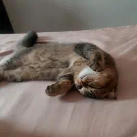 گربه اسکاتیش گلد نر۵ماهه