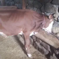 دو عدد گاو نر سیمینتال
