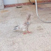 کبوتر سرور خال مشکی