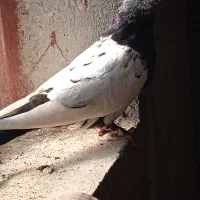 کفتر مناسب