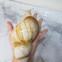 حلزون