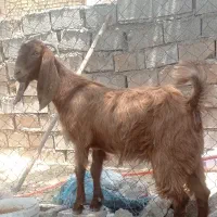بز نجدی