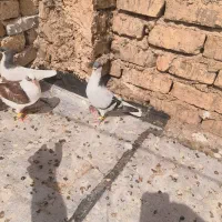 کبوتر رنگی