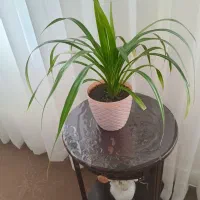 گل.