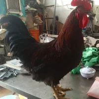 یک عدد خروس جوان