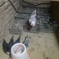 مرغ گلین با پنچ تا جوجه سه ماه