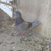 کفتر استثنایی