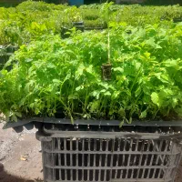 نشا گوجه‌فرنگی