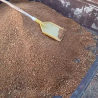 نخود قرمز