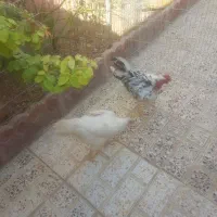 یک عدد مرغ  کرچ ترک یک عدد خروس لاری