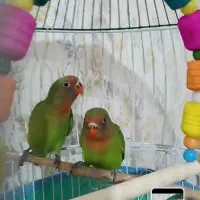 2عددطوطی برزیلی سه ماهه نر و ماده