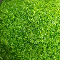 سبزی قرمه سرخ کرده وخاکشیر درجه یک