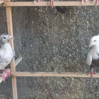 سرور