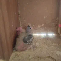 جفت عروس هلندی سرحال با دوتا جوجه آماده دستی کردن