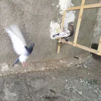 کفتر