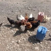 مرغ تخم گذار