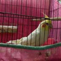 جفت عروس هلندی مولد