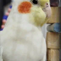 عروس هلندی