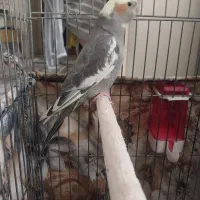 عروس هلندی ۵ ماهه نر