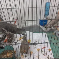 عروس هلندی نر و ماده ۳ ماه دانه خور