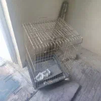 قفس عروس هلندی